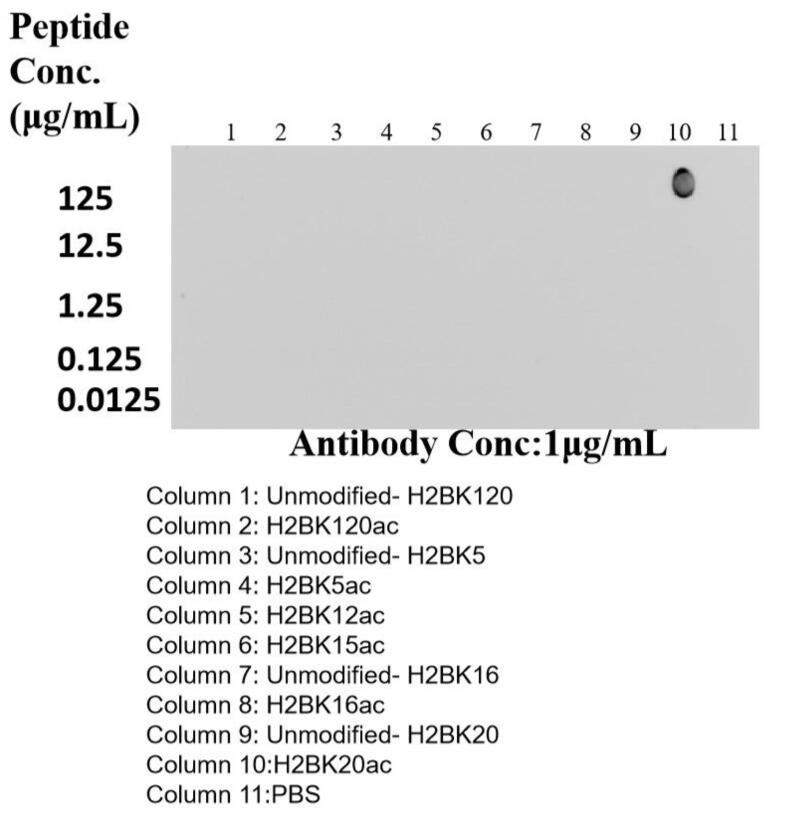 Dot Blot experiment of peptide using Acetyl-Histone H2B (Lys20) Recombinant antibody (84549-1-RR)